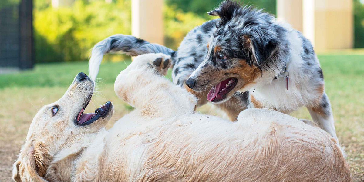 PetWell Dog Socialisation Tips 2 dogs playing